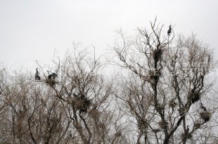 Insula Mica a Brailei