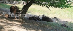 Rezervatia de zimbri