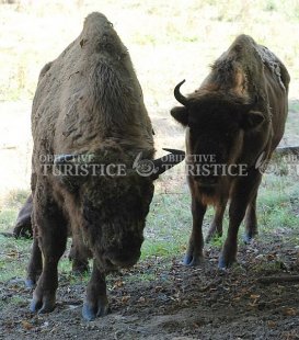 Rezervatia de zimbri