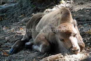 Rezervatia de zimbri