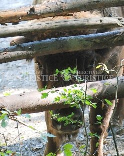 Rezervatia de zimbri