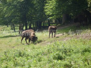 Rezervatia de zimbri