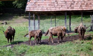 Rezervatia de zimbri